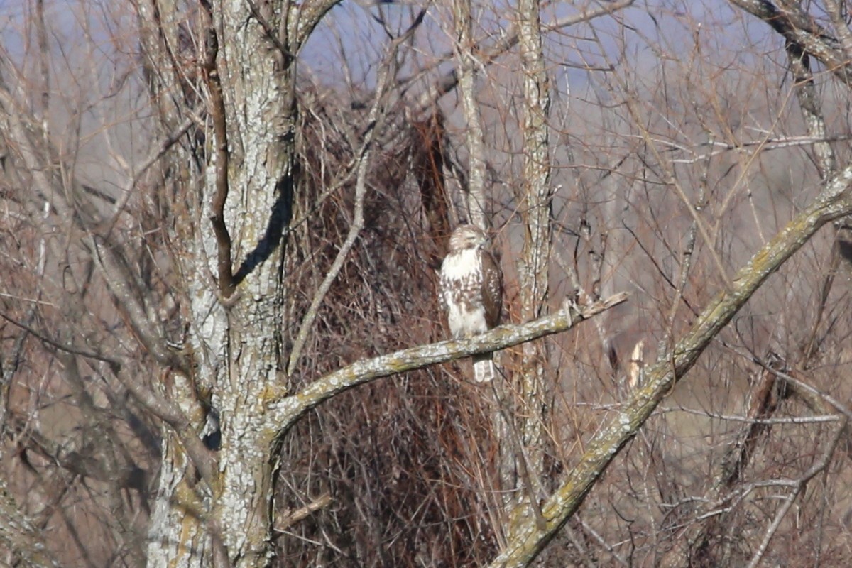 Red-tailed Hawk - ML615290835