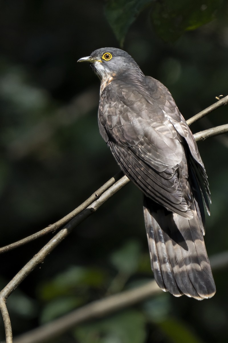 Large Hawk-Cuckoo - Marcel Hesse