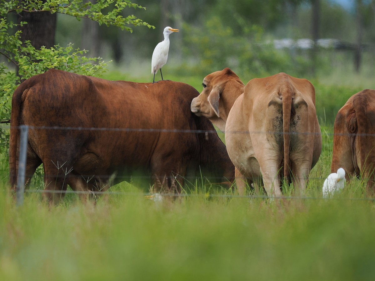 Eastern Cattle Egret - ML615290981