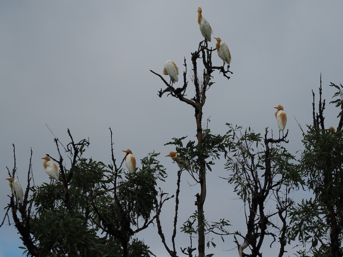 Eastern Cattle Egret - ML615291002