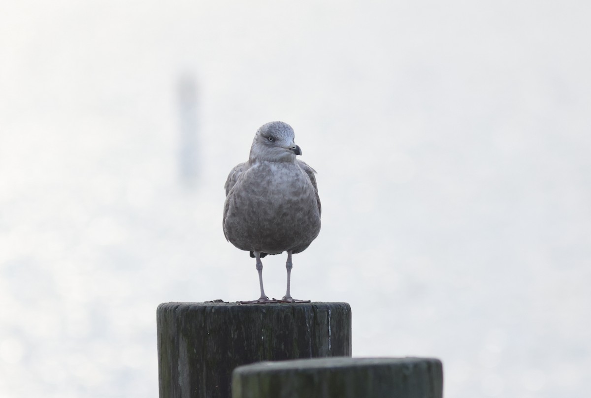 Herring Gull - ML615291095