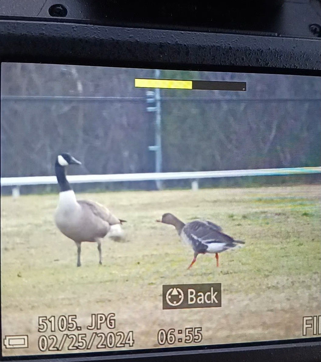 Greater White-fronted Goose - ML615291111