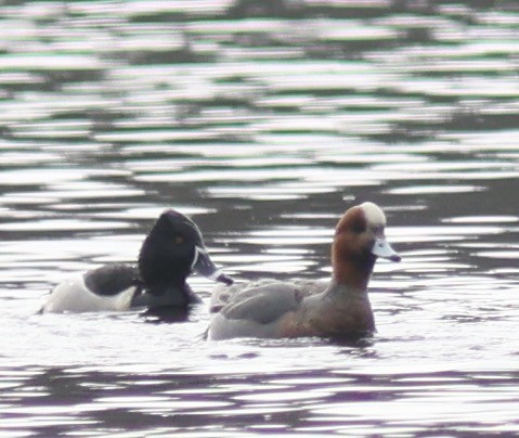 Eurasian Wigeon - ML615291135