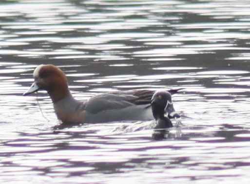 Eurasian Wigeon - ML615291138