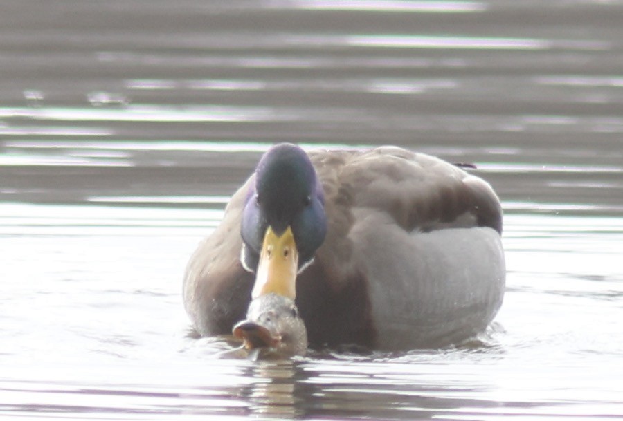 Canard colvert - ML615291146