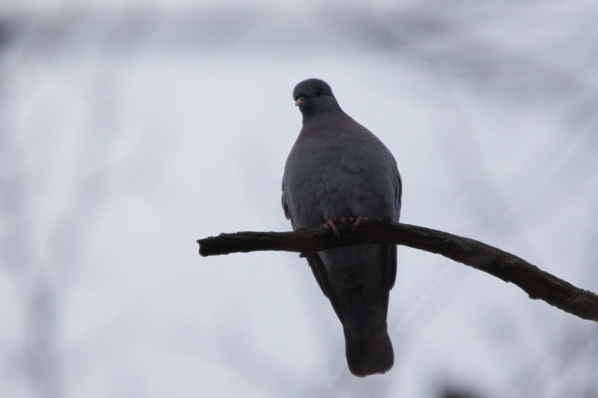 Stock Dove - ML615291172