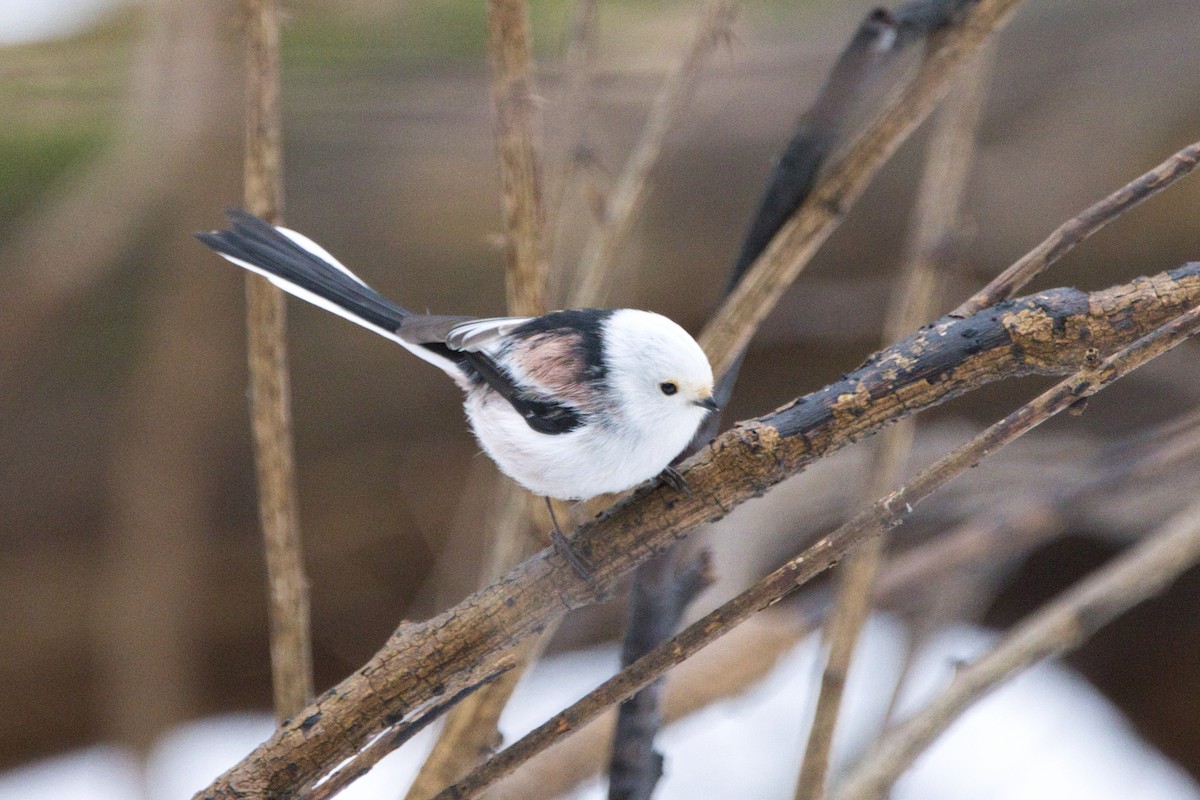 Long-tailed Tit - ML615291180