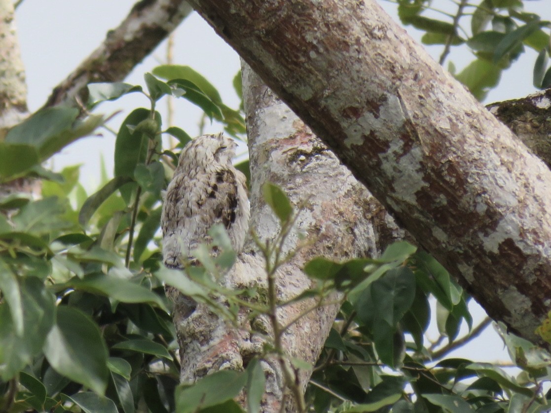 Common Potoo - Alec Humann