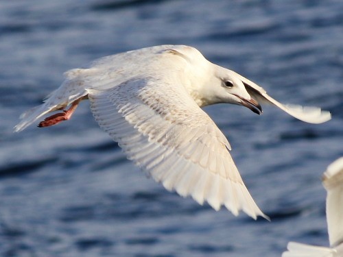 Iceland Gull (glaucoides) - David Cooper