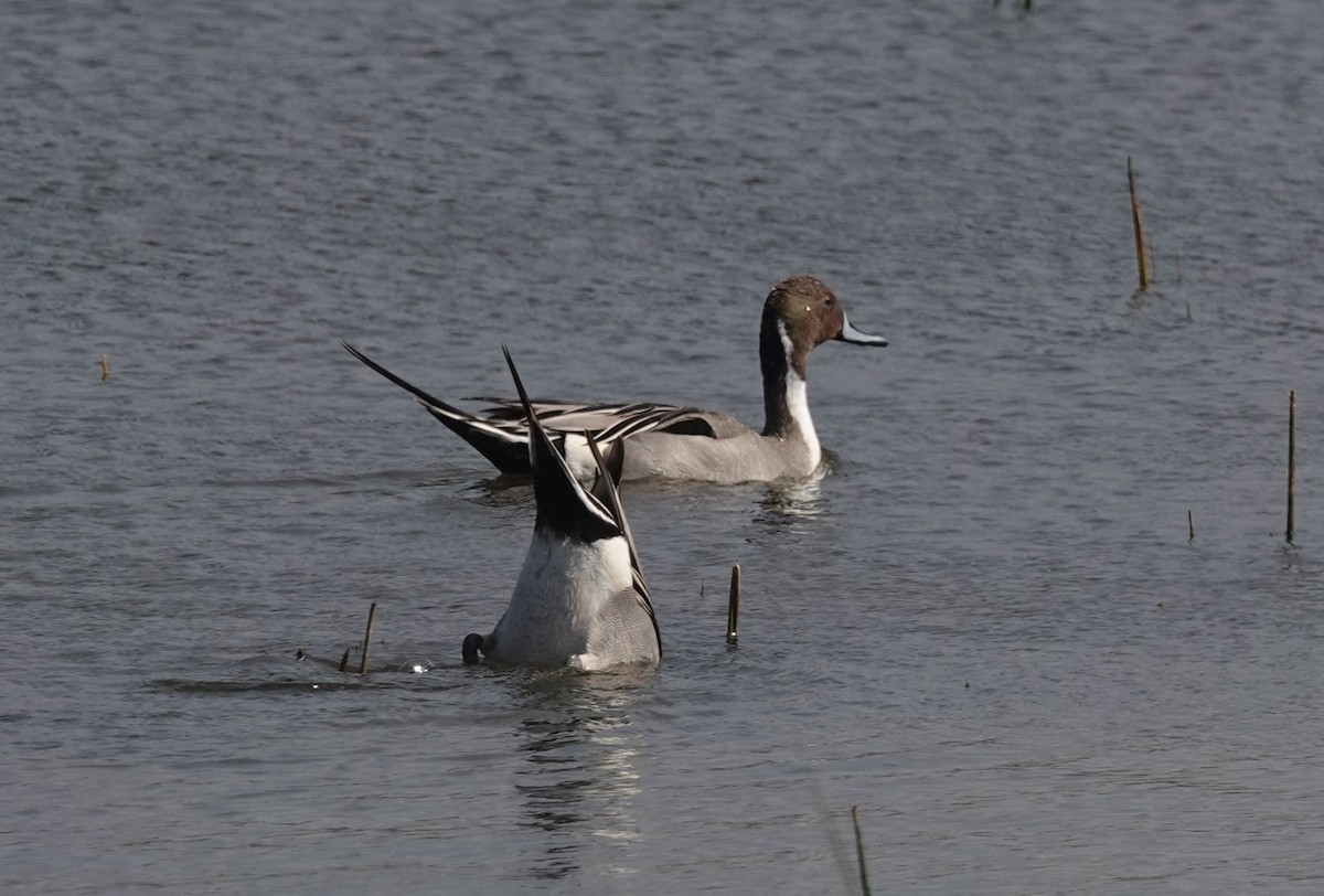 Northern Pintail - Nathan Hall