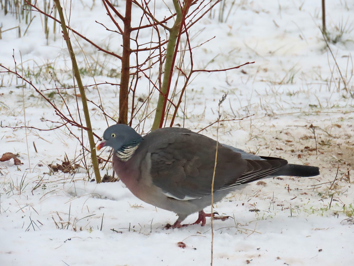 Common Wood-Pigeon - Peter Leth