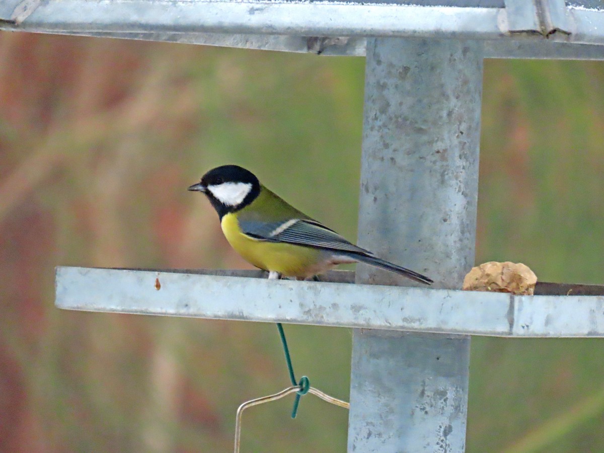 Great Tit - Peter Leth