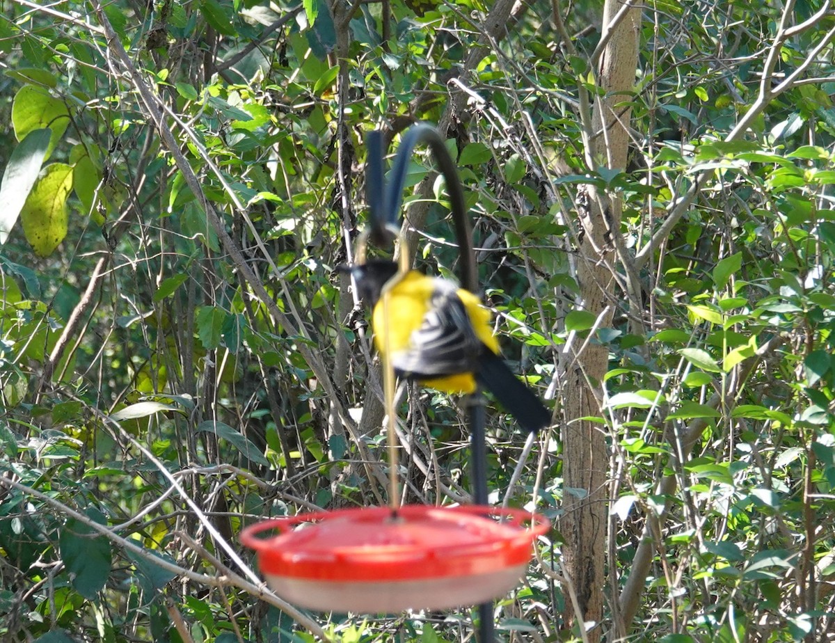 Audubon's Oriole - Nathan Hall