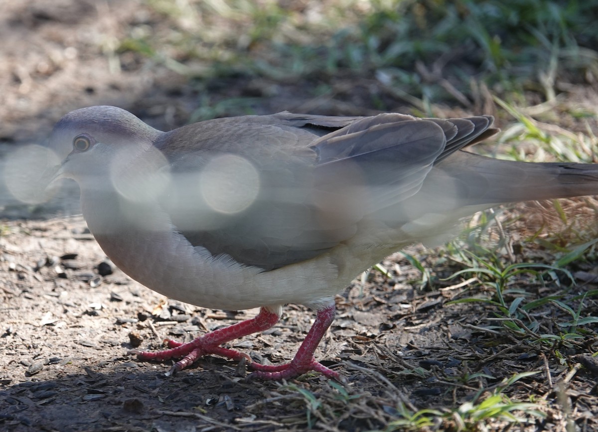 White-tipped Dove - Nathan Hall