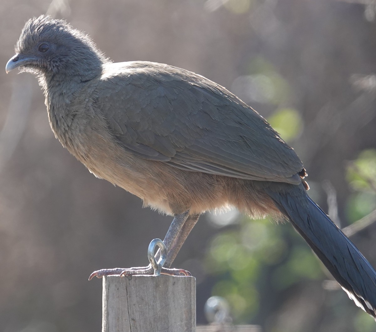 Plain Chachalaca - Nathan Hall