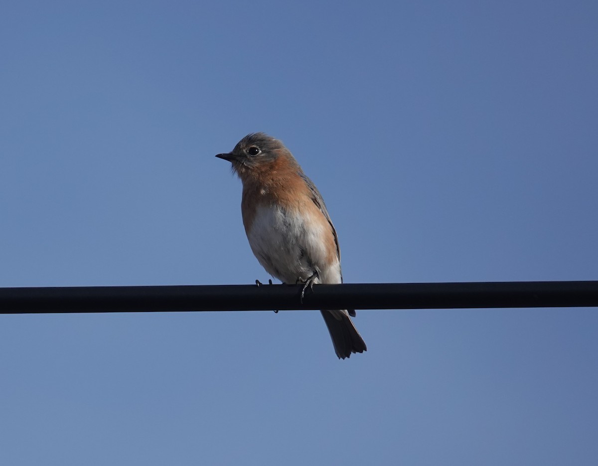 Eastern Bluebird - ML615291490