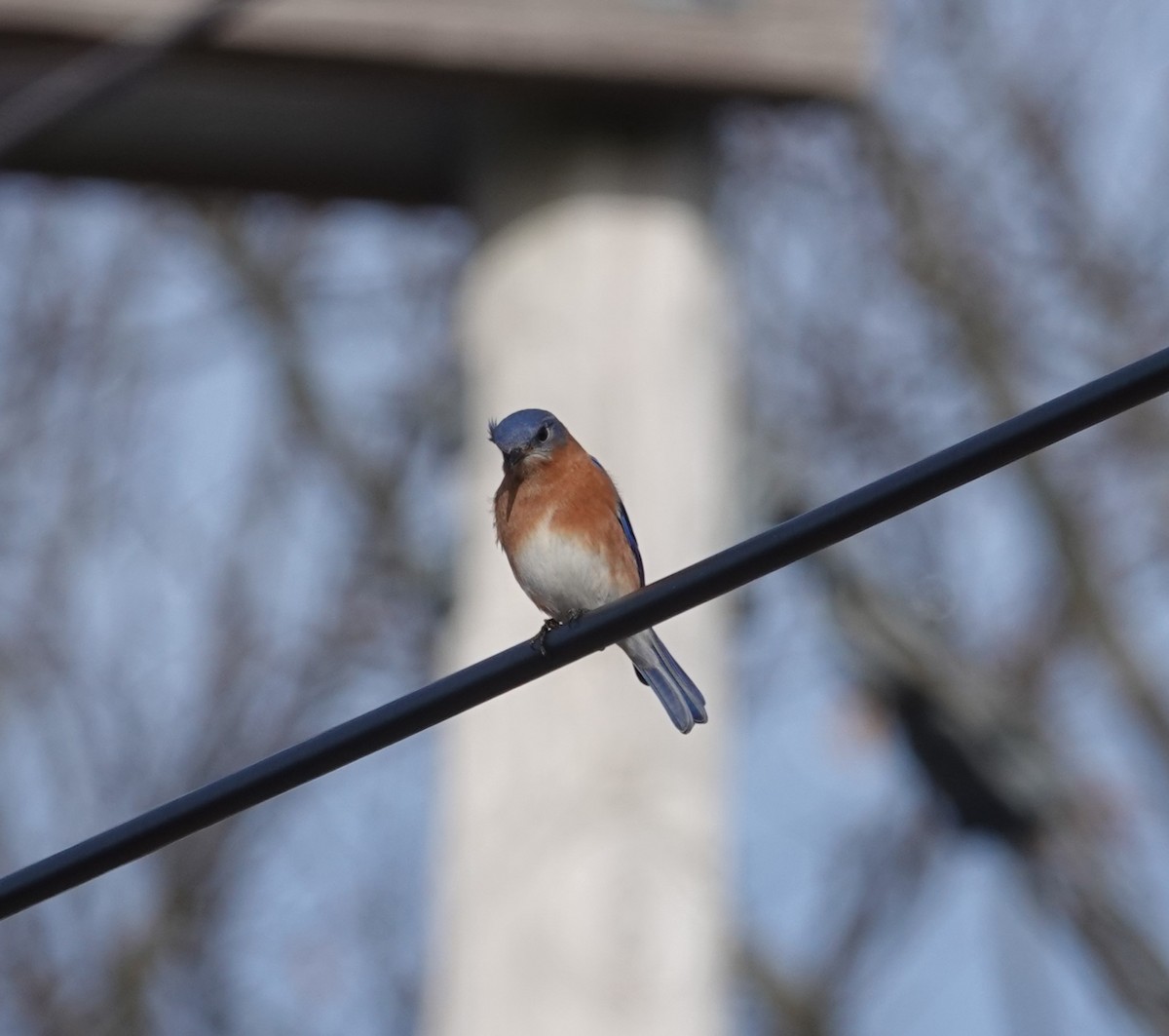 Eastern Bluebird - ML615291503