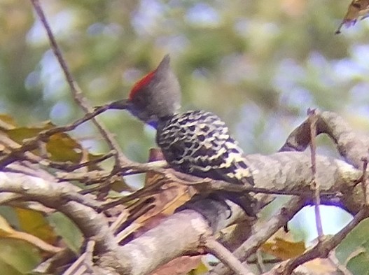 Gray-and-buff Woodpecker - Lars Mannzen