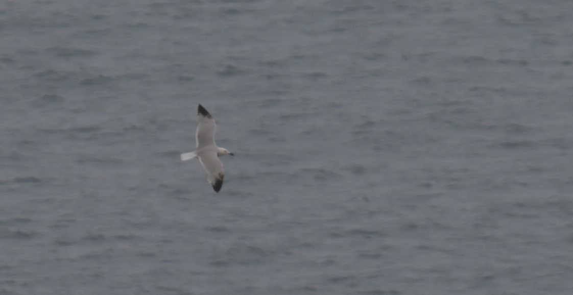 Audouin's Gull - ML615291518