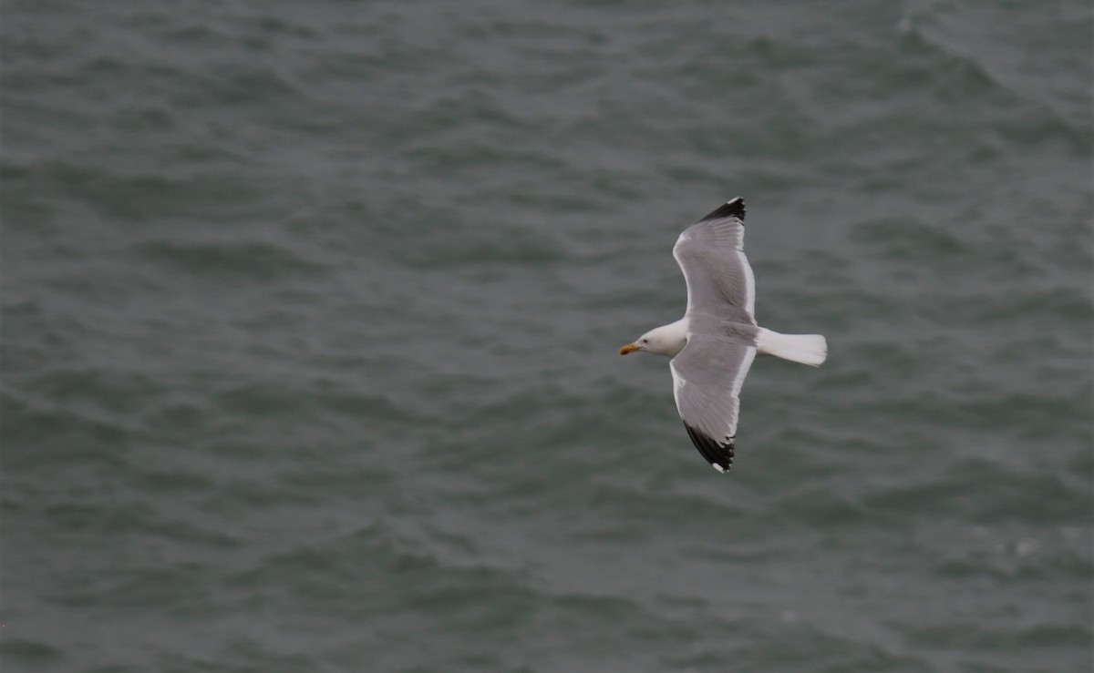 Gaviota Patiamarilla - ML615291521