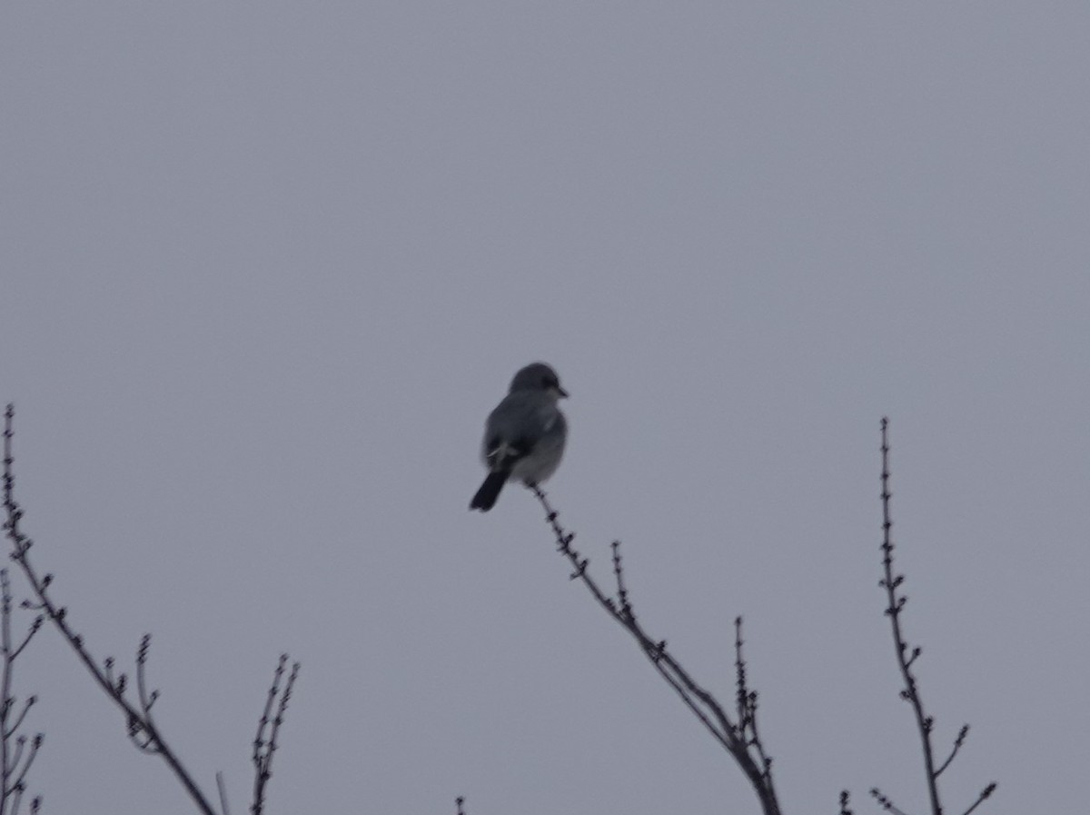 Northern Shrike - Nathan Hall