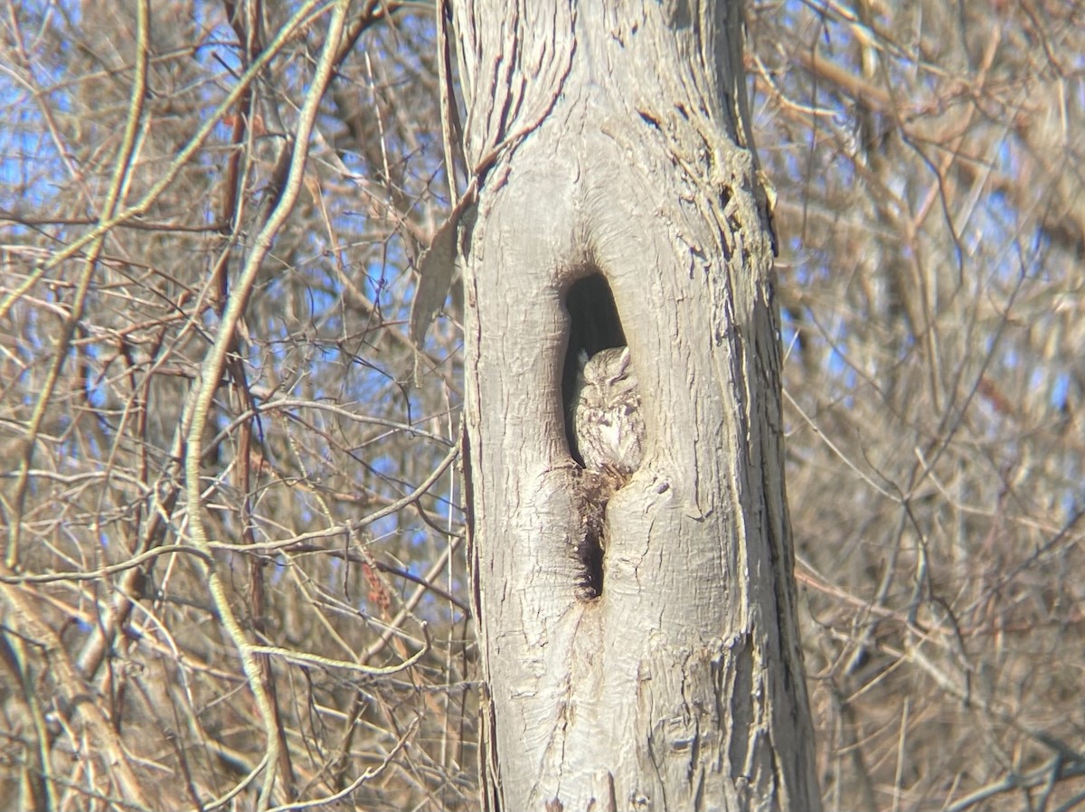 Eastern Screech-Owl - ML615291580