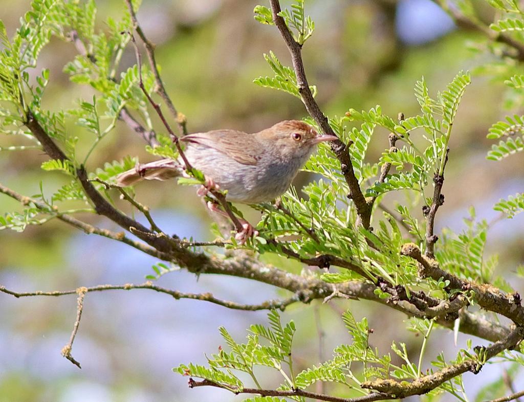 Apalis namaqua - ML615291596