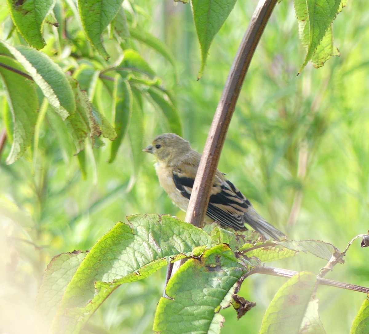 American Goldfinch - ML615291627