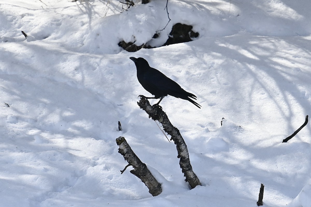 Large-billed Crow (Large-billed) - ML615291645