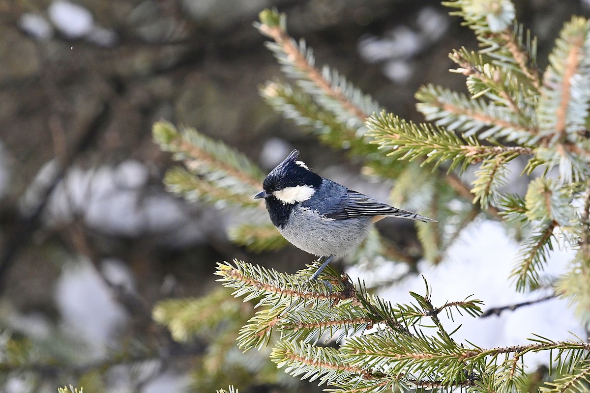 Rufous-vented Tit - ML615291666