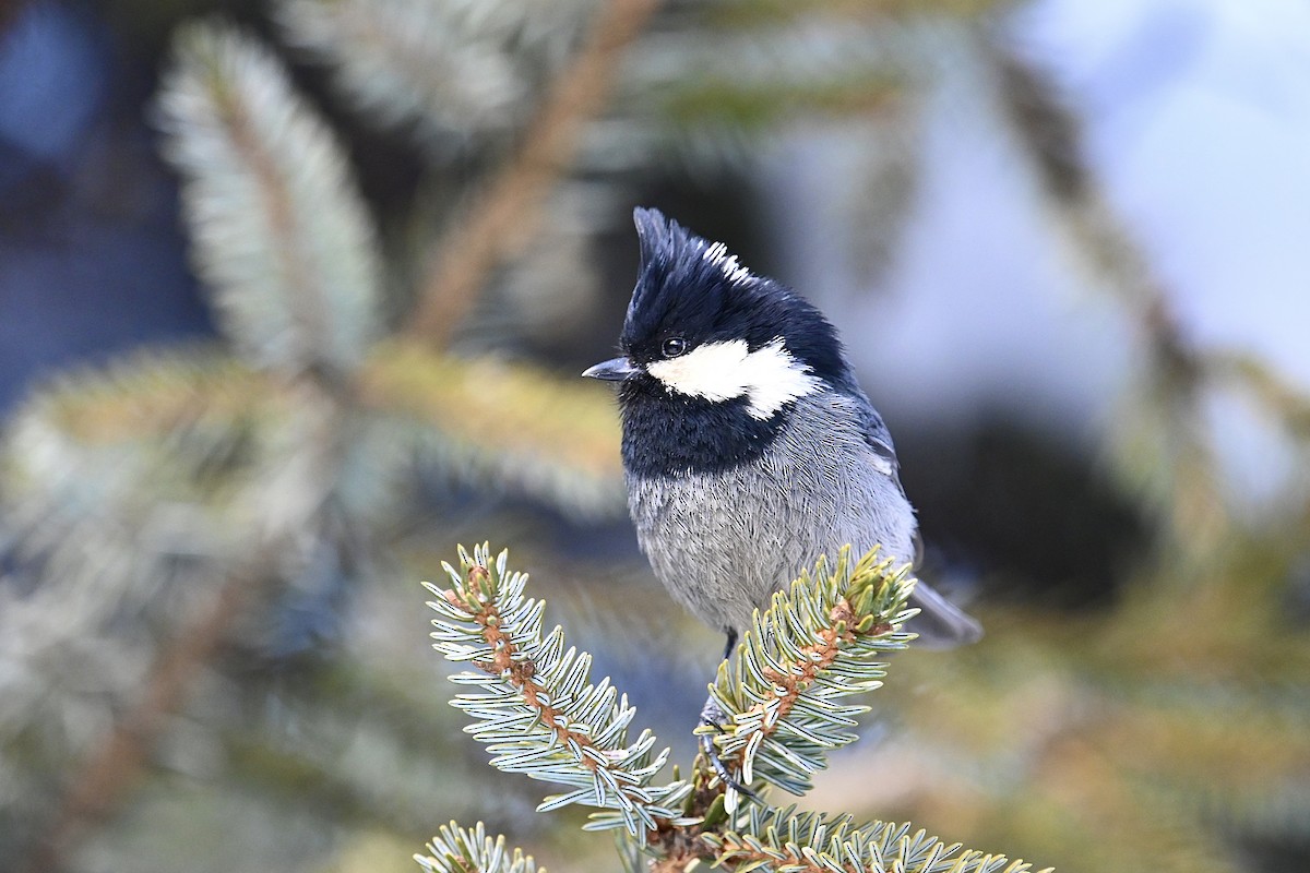 Rufous-vented Tit - ML615291668