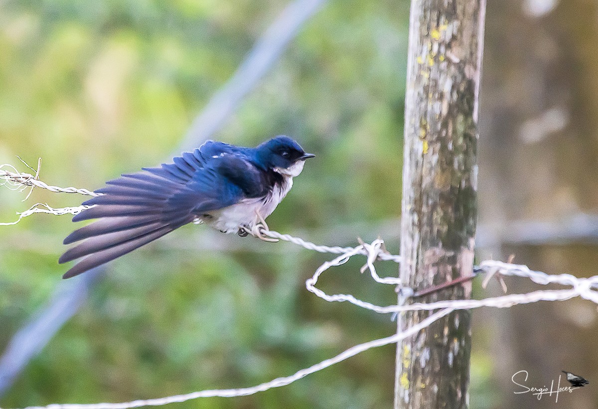 Pearl-breasted Swallow - ML615291690