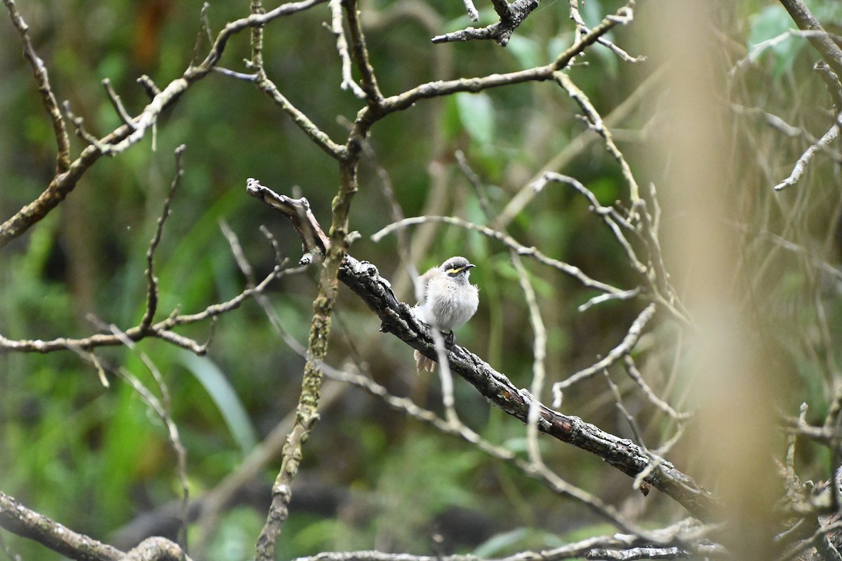 Yellow-faced Honeyeater - ML615291705