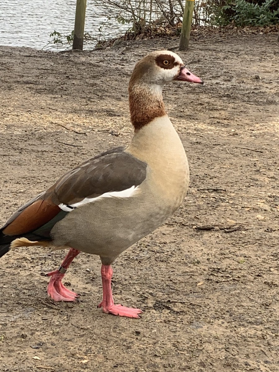 Egyptian Goose - ML615291708