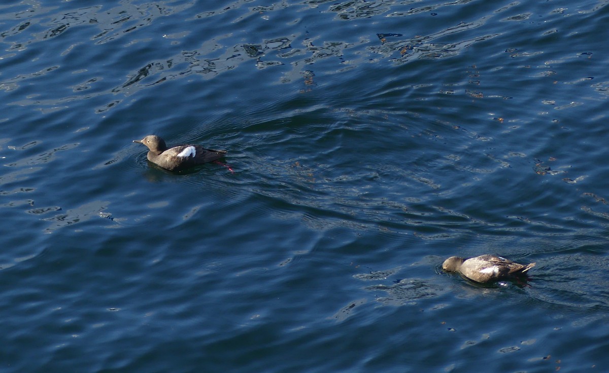 Pigeon Guillemot - Leslie Hurteau