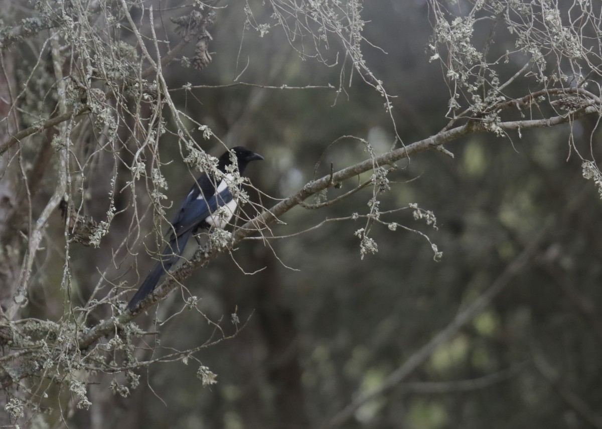 Eurasian Magpie - ML615291723