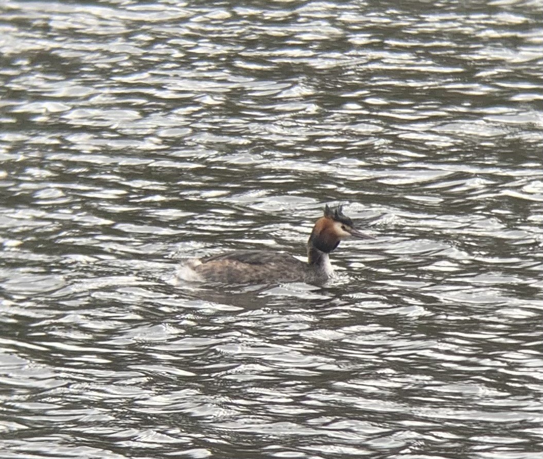 Great Crested Grebe - ML615291725