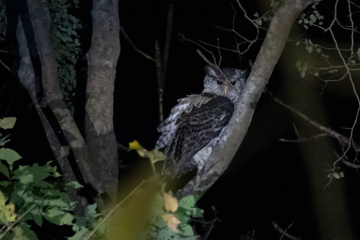 Spot-bellied Eagle-Owl - 冰 鸟