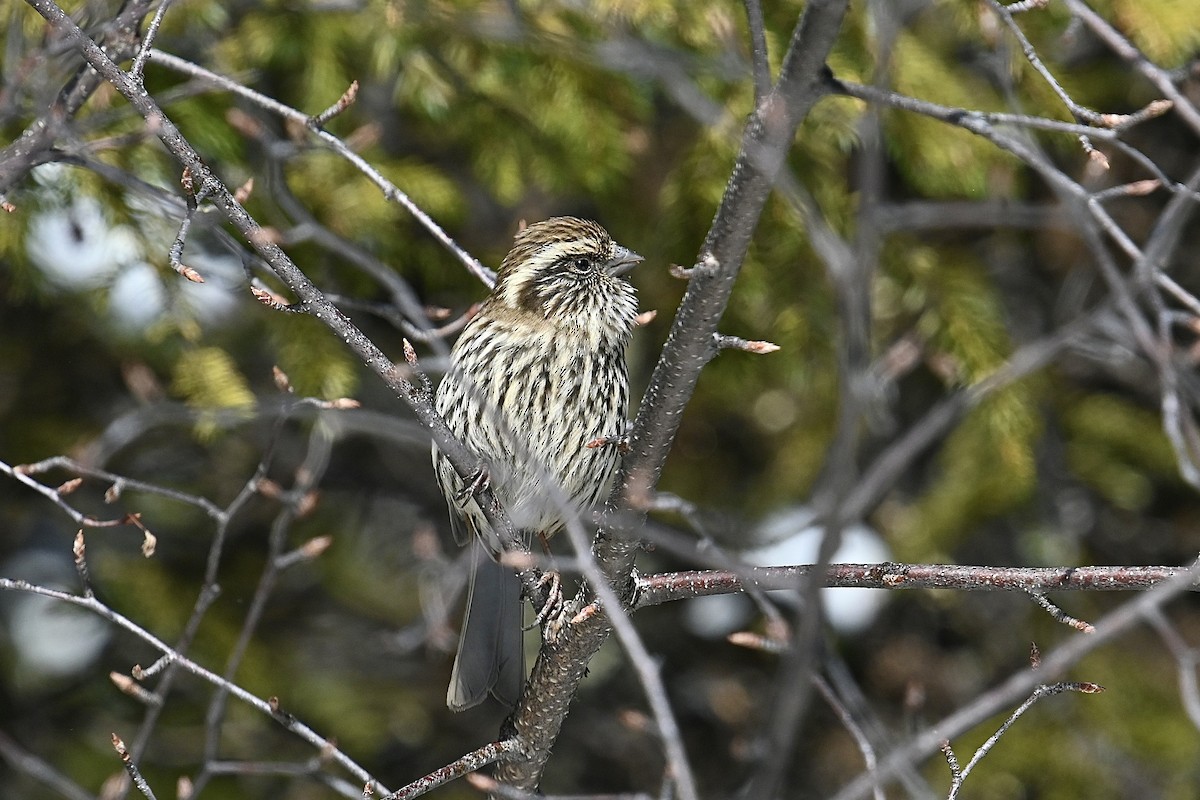 Chinese White-browed Rosefinch - Dong Qiu