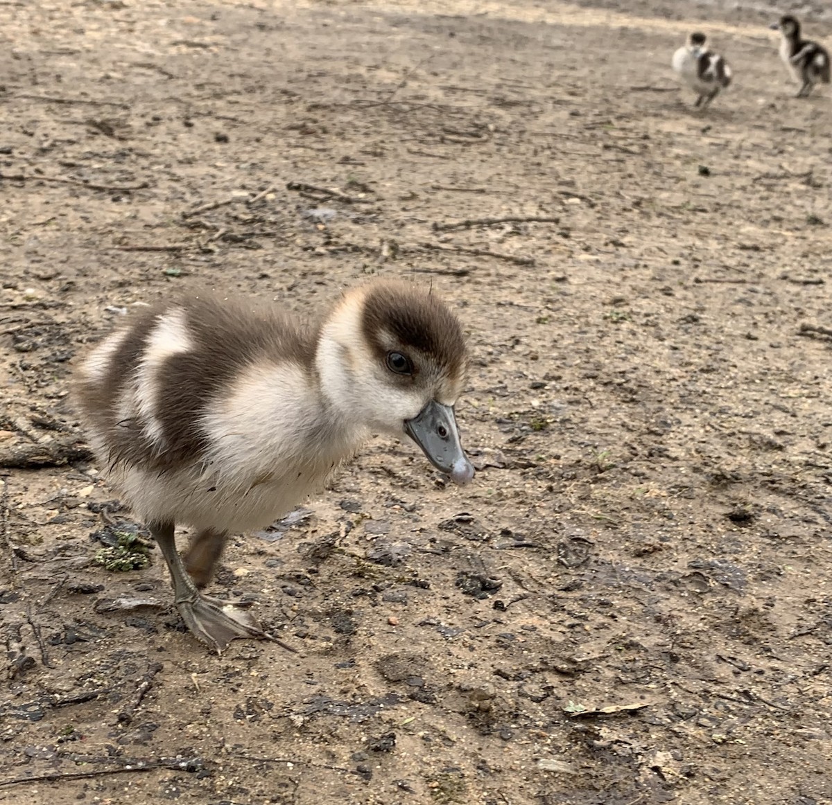 Egyptian Goose - ML615291795