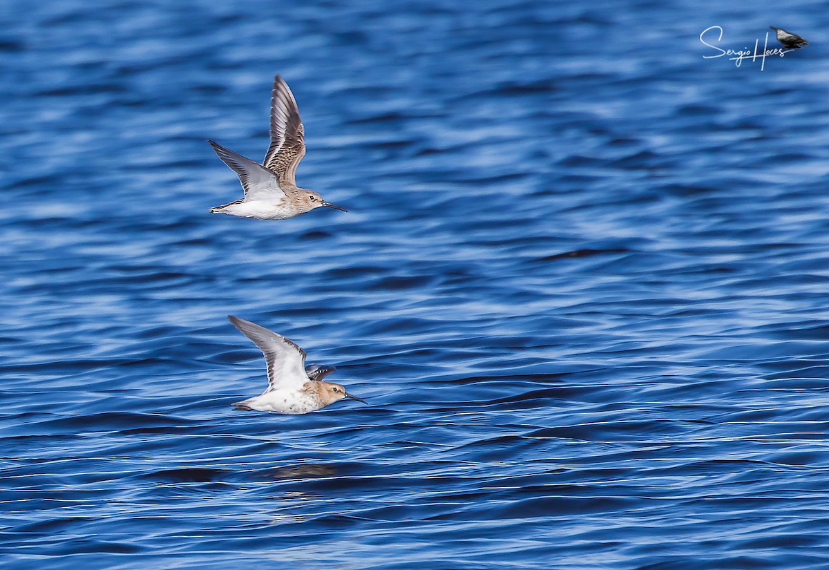 Dunlin - ML615291799