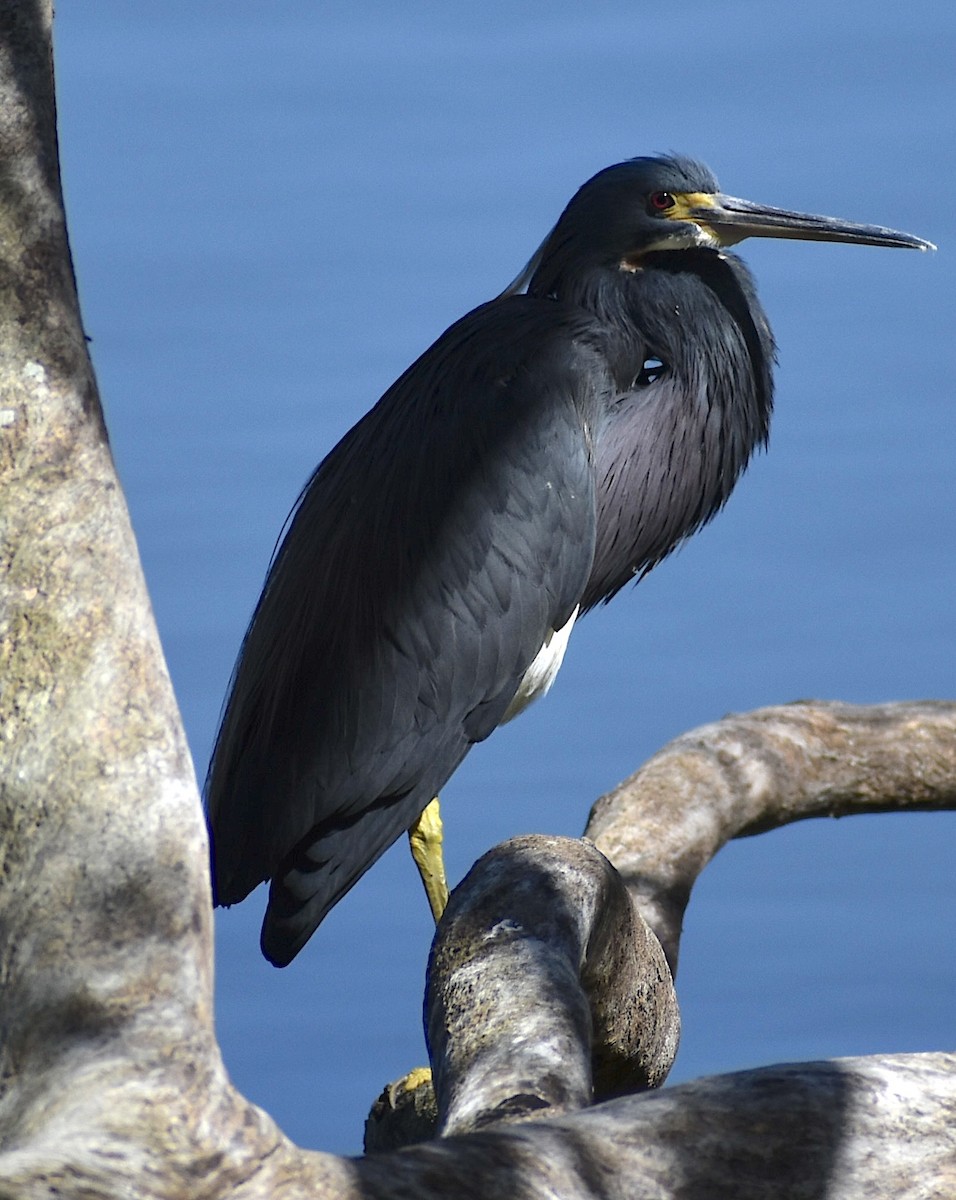 Tricolored Heron - Dale Morrow