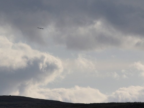 Whooper Swan - ML615291846