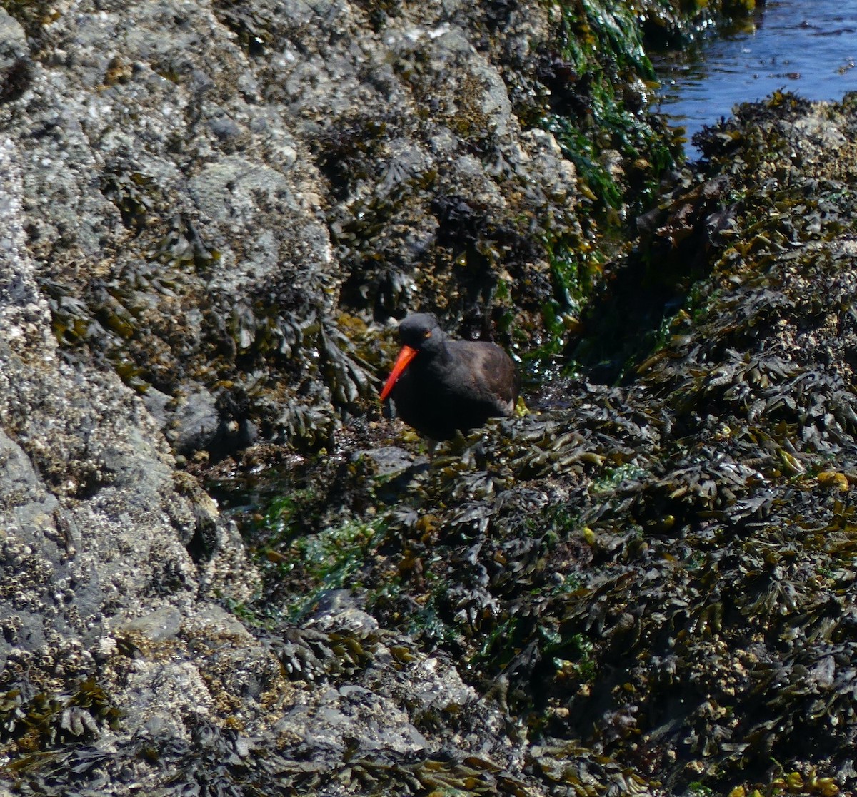 Black Oystercatcher - ML615291874