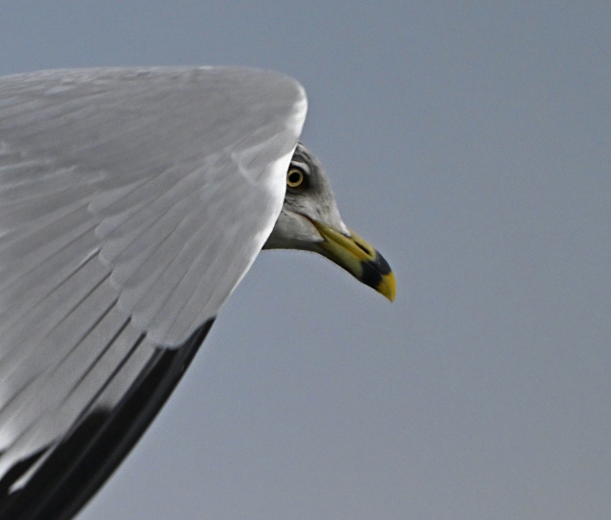 Ring-billed Gull - ML615291937