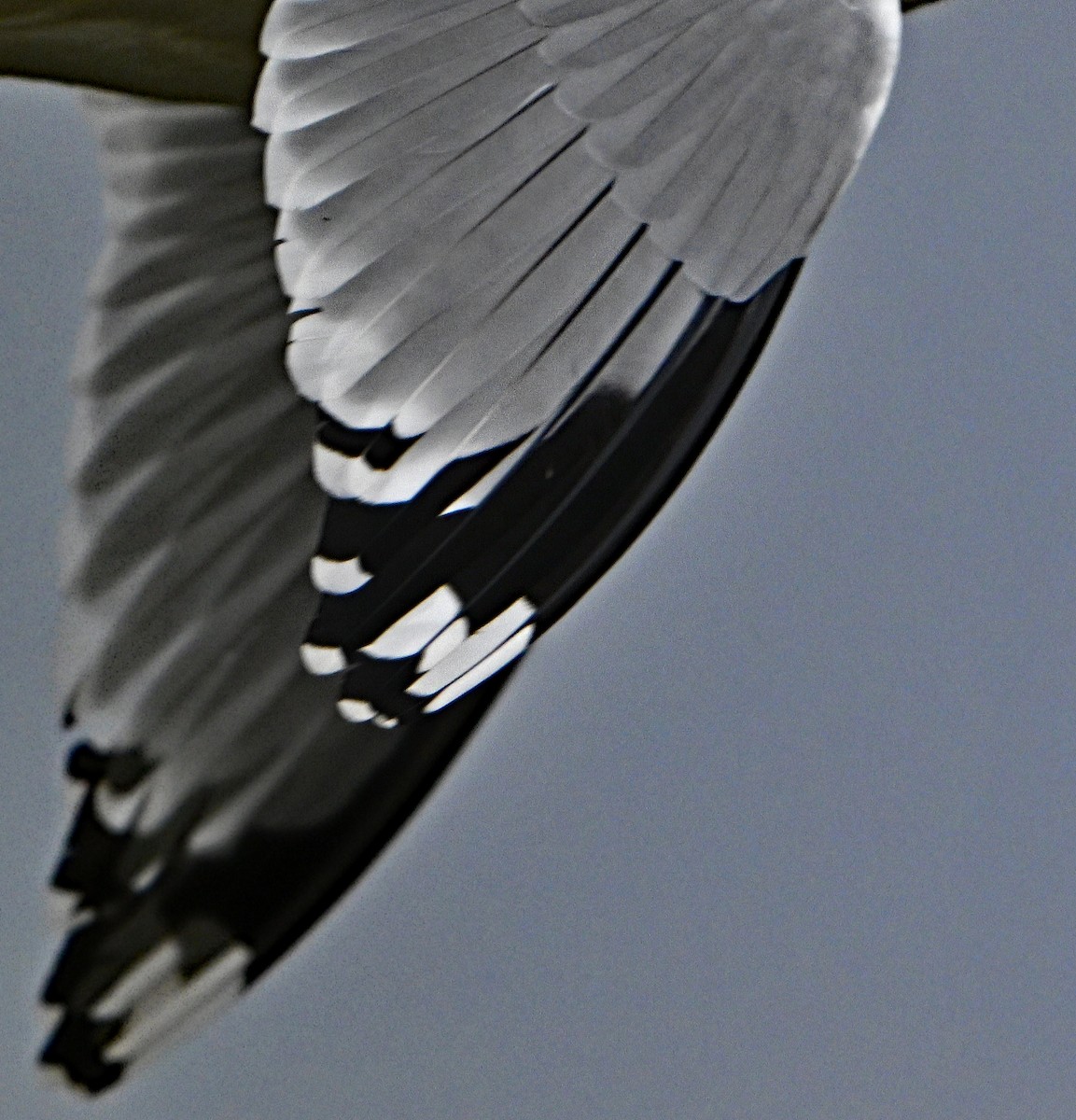 Ring-billed Gull - ML615291938