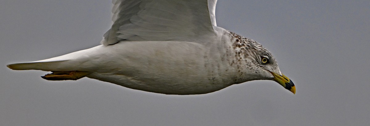 Ring-billed Gull - ML615291939