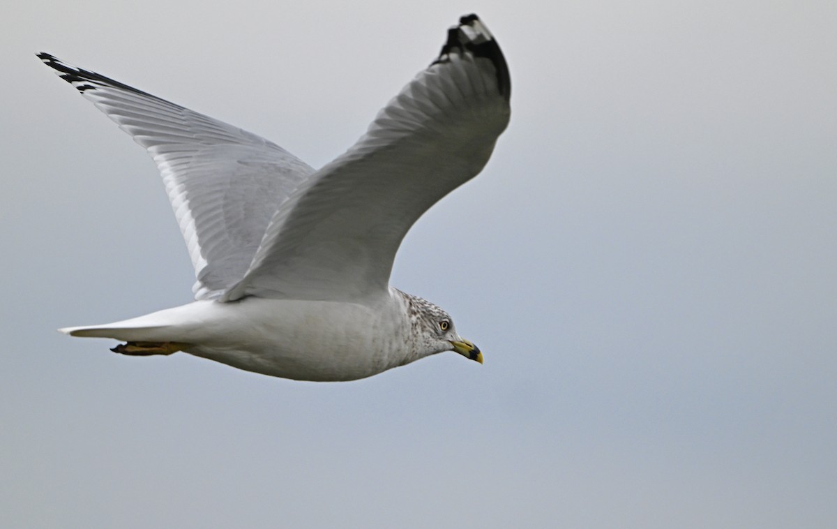 Ring-billed Gull - ML615291940