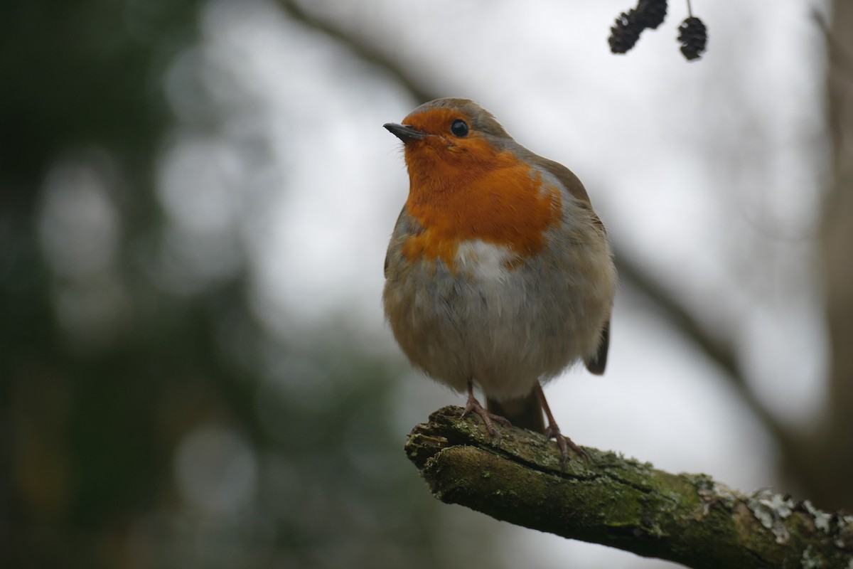 European Robin - ML615291960