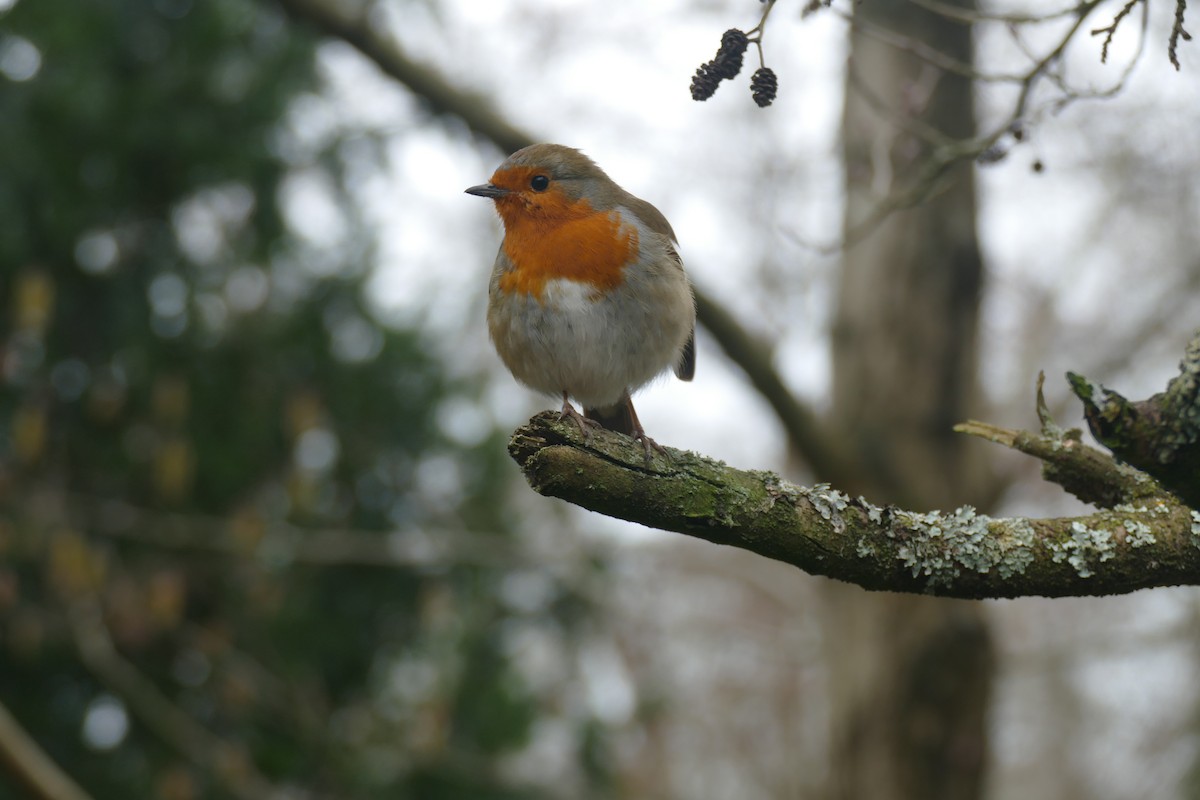 European Robin - ML615291961